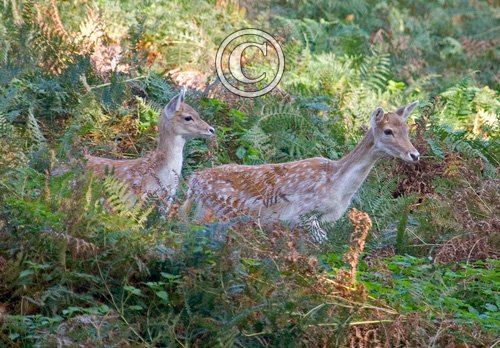 Fallow  Deer DM0637